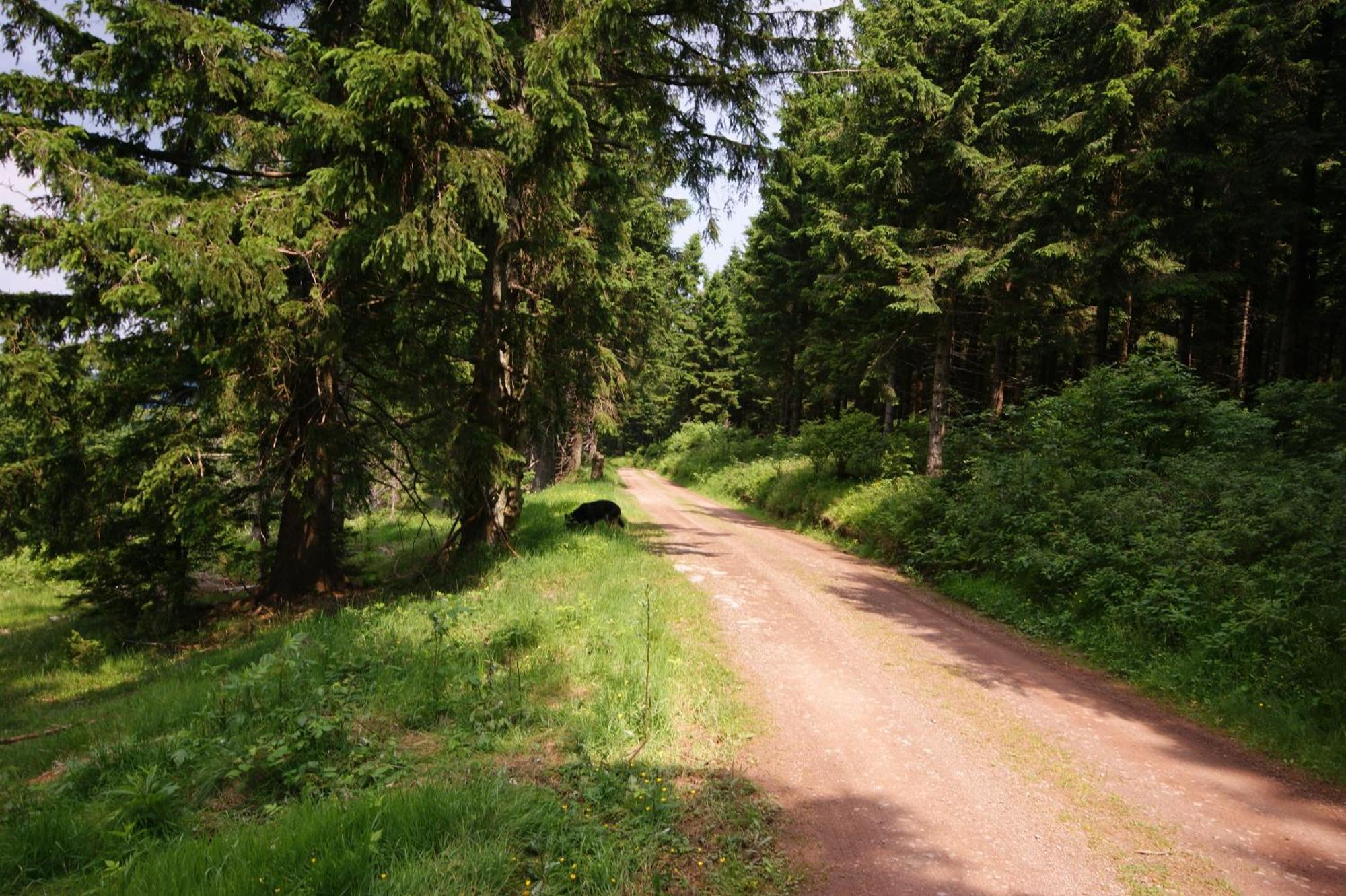 Hoehengasthaus Kolmenhof An Der Donauquelle Furtwangen Exteriér fotografie