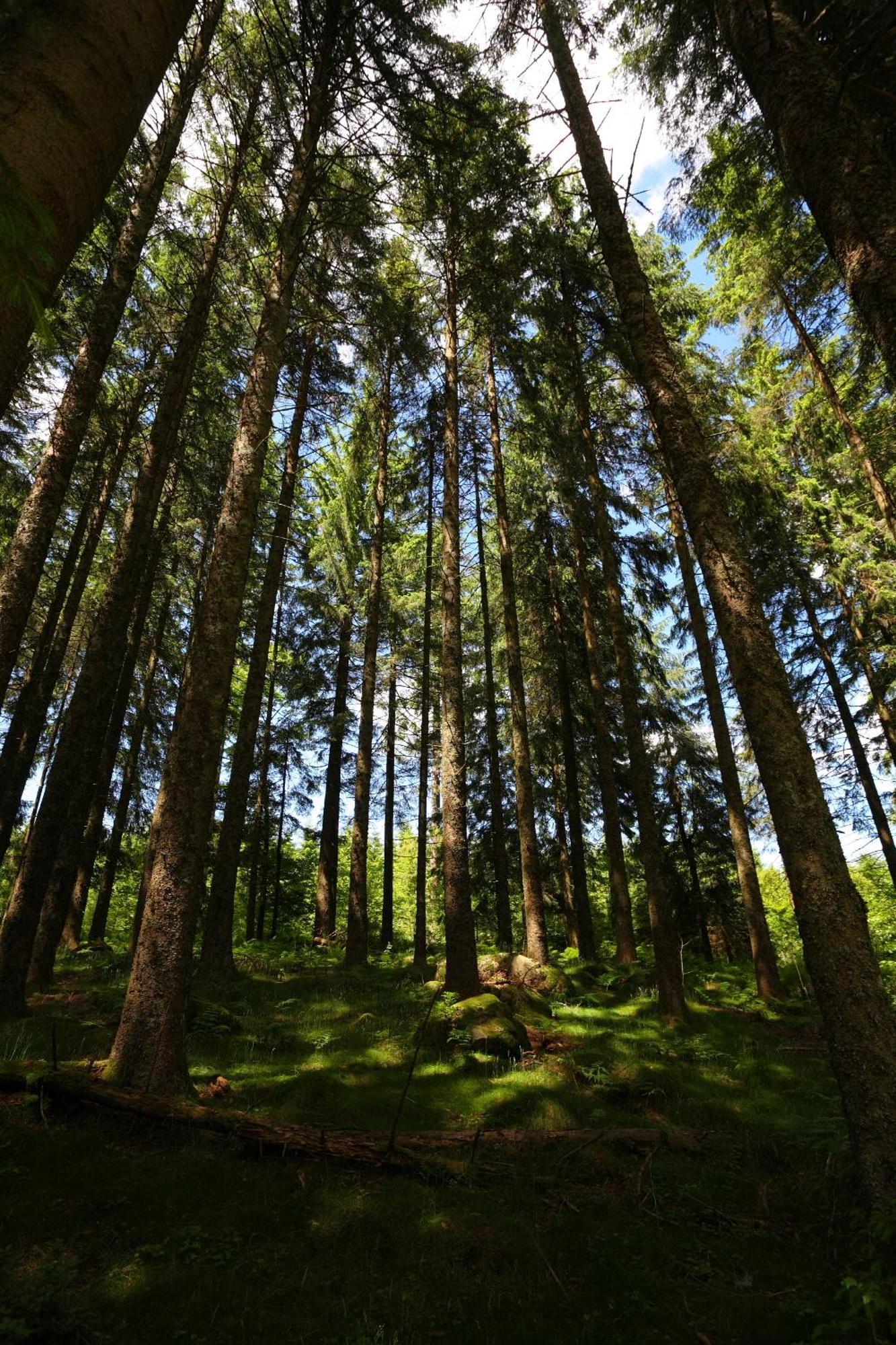 Hoehengasthaus Kolmenhof An Der Donauquelle Furtwangen Exteriér fotografie