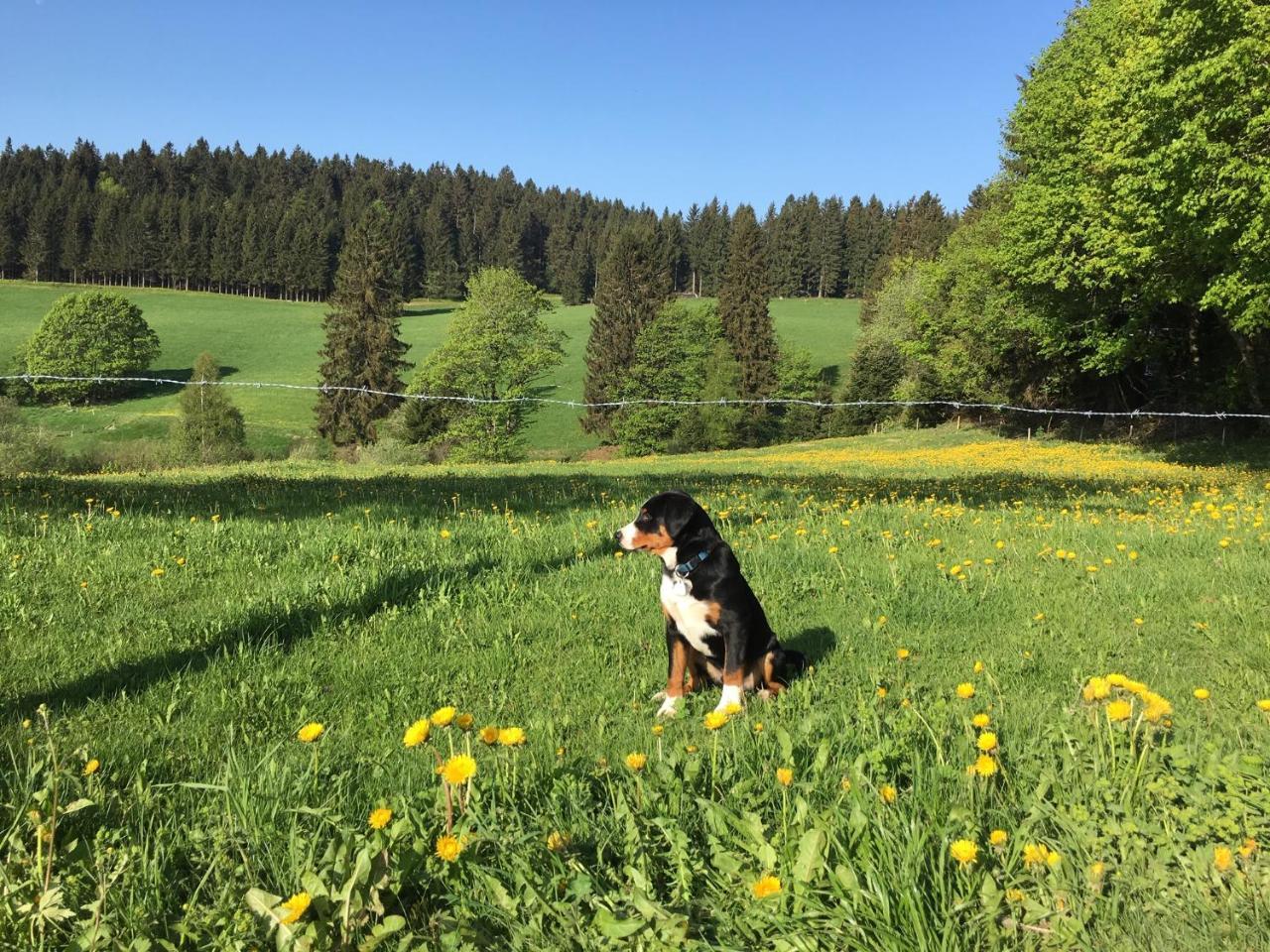 Hoehengasthaus Kolmenhof An Der Donauquelle Furtwangen Exteriér fotografie